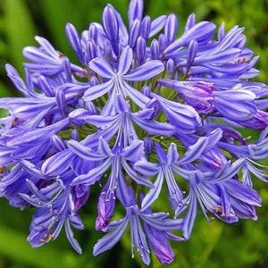 Agapanthus praecox Large Blue ?C Large Blue Lily of the Nile Seeds