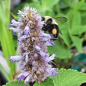 Anise Hyssop seeds