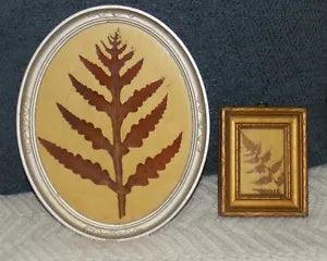 Vintage Dried Pressed Flower Ferns and Foliage in Antique Ornate Frames