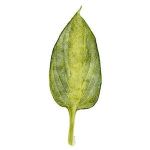 Botanical Print of Hosta Leaf Watercolor Painting, Den Office Wall Art, Living Room Wall Decor Artwork, Green Plant Print, Gift for Gardener