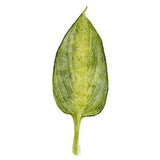 Botanical Print of Hosta Leaf Watercolor Painting, Den Office Wall Art, Living Room Wall Decor Artwork, Green Plant Print, Gift for Gardener