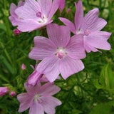 30 Seeds Hollyhock (Malva Moschata pink)