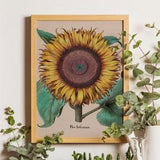 Vintage Sunflower Print, Antique Sunflower Print, Botanical Print, Vintage Botanical Print, Floral Illustration, Flower Art, Botanical Decor