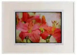 Wild Flowers Plants 013060 Two Hybrid Pink Lilies Watercolour Picture Frame