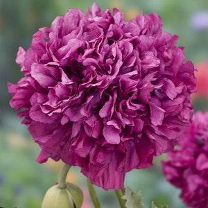 Giant Purple Peony Poppy SEEDS breadseed pepperbox Papaver Somniferum Dizzy Bees Urban Garden