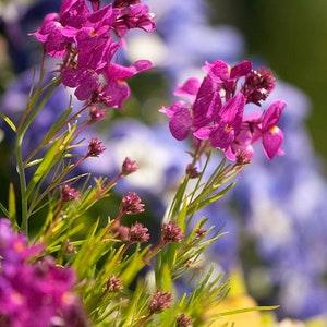 2000+ Linaria  Maroccana  Toadflax mix Flower Seeds--B425
