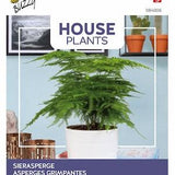 Buzzy House Plants Asparagus, Lace Fern 15 Seeds
