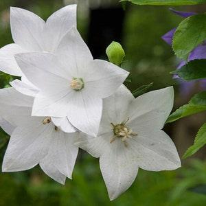 Fuji White Balloon Flower - Platycodon grandiflorus - Rare Plant Species *5 SEEDS*