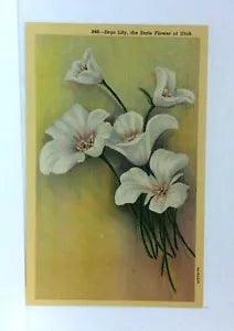 Utah UT State Flower Sego Lily Linen Vintage Postcard