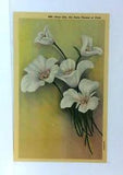 Utah UT State Flower Sego Lily Linen Vintage Postcard
