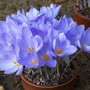 FALL CROCUS Crocus Pulchellus Hardy Perennial, 3 Rare Seeds