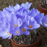 FALL CROCUS Crocus Pulchellus Hardy Perennial, 3 Rare Seeds