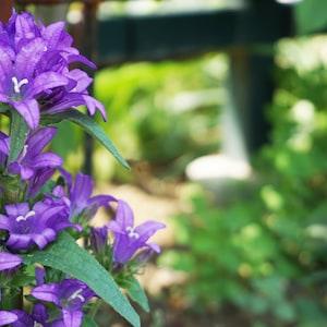 Florist Choice! Giant Bellflower {Campanula latifolia macrantha} 1st Year Bloom | Cold Hardy | Cutting | 50+ seeds Free US Shipping!