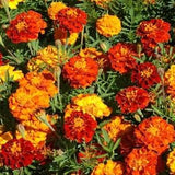 Sparky Mix Marigold Flower Seeds - Open-Pollinated for Seed Saving - Non-Hybrid & Non-GMO - Heirloom Canada Flower Seeds