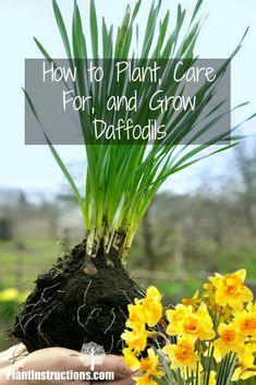 How to Plant, Care For, and Grow Daffodils Flower Delivery