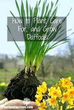 How to Plant, Care For, and Grow Daffodils Flower Delivery