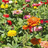 25 California Giants Zinnia Seed Mix / Zinnia Elegans / Cut Flower / Bouquet /Wedding Flowers / English Garden / Wildflowers / Cottage /