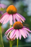 The Best Perennials for Cutting Flower Delivery