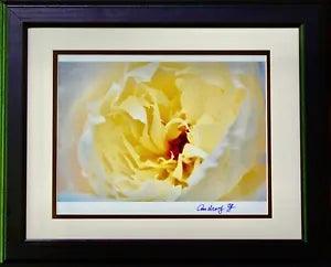 Beautiful Peony. Photography by Audrey