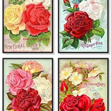 Roses Vintage Seed Catalogue Covers Set of 4 Art Prints Shabby Chic Rose Decor