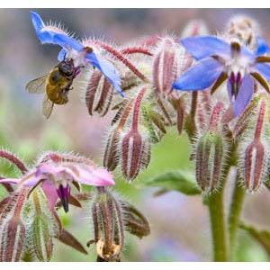 65 Organic Non-GMO Borage Flower Seeds.