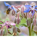 65 Organic Non-GMO Borage Flower Seeds.