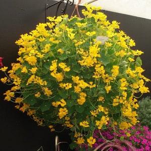 Nasturtium Canary Seeds - Flower Seeds -  Tropaeolum Seed - Annual Flower - Garden Seeds - Yellow Flower Seeds