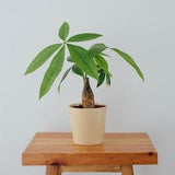 Yellow Ceramic Orchid Planter