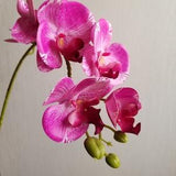 Variegated Fuchsia Jumbo Orchid