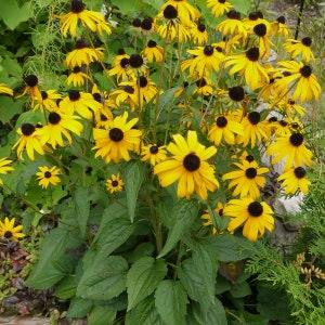 Black Eyed Susan Seeds