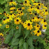 Black Eyed Susan Seeds