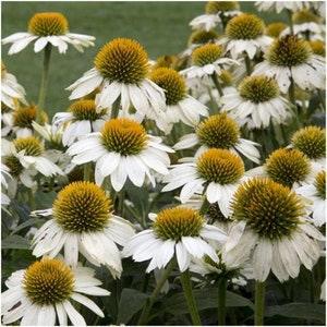 50+ White Swan Coneflower Seeds-Echinecea Purpurea Alba-White Echinace Coneflower-Highly Beneficial and Beautiful Perennial-G049