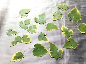 Pressed Blackberry Leaves 18 Green Yellow Trim Crafts