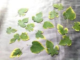 Pressed Blackberry Leaves 18 Green Yellow Trim Crafts