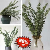 10pcs Natural Dried Flower Eucalyptus Branches Leaves Home Tools Bouquet O7Q3