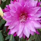 1 cutting/ leaf/ stem Rare Venetain Affair Epiphyllum Orchid Cactus 6-8???