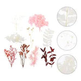 Dried Pressed Flowers Set for Art & Home Decor