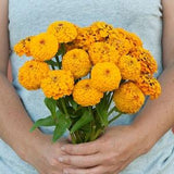 25 Yellow Oklahoma Zinnia Seeds / Zinnia Elegans /  Cut Flower / Cupcake Flower / English Garden / Wildflowers / Cottage / Bouquet Flowers