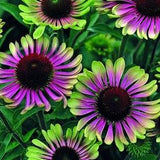 Coneflower Green Twister Flowers 0.3g - 40 NON GMO Seeds - Echinacea Purpurea