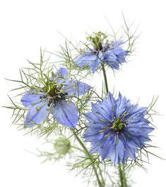 Love in a Mist Seeds (Nigella damascena) Flower Delivery