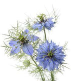 Love in a Mist Seeds (Nigella damascena) Flower Delivery