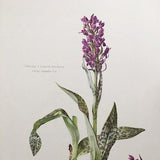 1960 ORCHIS LATIFOLIA ORCHID Print - Vintage Botany Print - Flower Illustration - Flower Wall Art - Vintage Plant Print  - 7.5 x 10.6 Inches