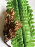 Hawaii Bob??s 15  Flowers Dried Pods 2-3 inch  Floral Crafts