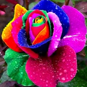 25+ Rare Seeds ~Rainbow Rose Seeds ~ Flower Seeds~Rare seeds~herbal seeds~fruit seeds~GMO Free~Easy to Growth~Seed