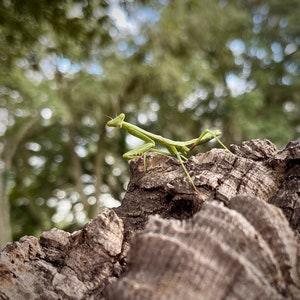 Bulk Cork Bark Flats 2 lbs - Reptile Terrariums - Vivariums - Air Plant Display - Orchid Mount