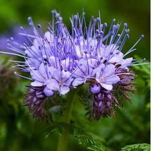 1000 Phacelia Tanacetifolia Seeds For Pollinators and Bees Cottage Garden Green Manure Phacelia Samen Semi Semillas Graines Zaad Sementes