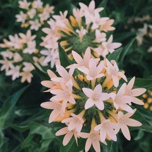 50 +seeds Unique  Large-Flowered Phlox, Apricot, pink mix