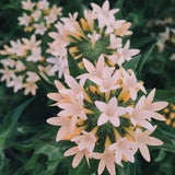 50 +seeds Unique  Large-Flowered Phlox, Apricot, pink mix