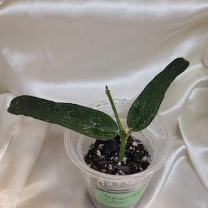 Hoya pandurata splash, pandurata dark form splash, splashy hoya, rare hoya, small narrow leaves, rooted cutting, rooted plant, growing hoya.