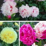 50pcs/packs Mix Chinese Peony Flower Seeds Paeonia Lactiflora Flower Seeds